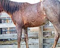 register-of-merit-canadian-quarter-horse