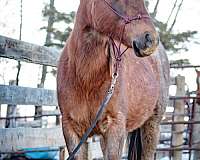 reining-canadian-quarter-horse