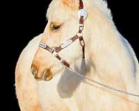 barrel-canadian-palomino-horse