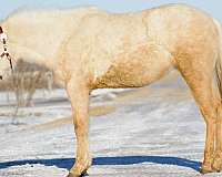 champion-canadian-palomino-horse