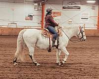 15-hand-quarter-horse-mare