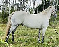 grey-mare-for-sale