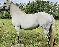 grey-quarter-horse-mare