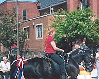 companion-tennessee-walking-horse