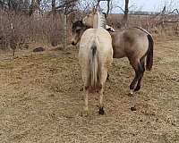 left-rear-sock-with-black-spots-horse