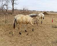 dunskin-left-rear-sock-with-black-spots-horse