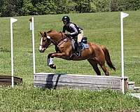 all-around-trakehner-horse