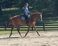 dressage-trakehner-horse