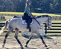 grey-holsteiner-oldenburg-gelding-stallion