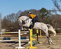 grey-isr-gelding-stallion