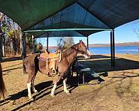 tennessee-walking-horse