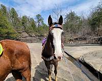 tennessee-walking-mare