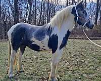 gypsy-vanner-stallion