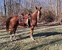 quarter-horse-gelding