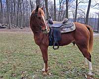 quarter-horse-for-sale