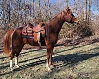 quarter-horse