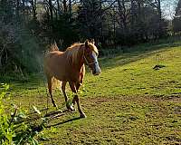 ridden-western-quarter-horse