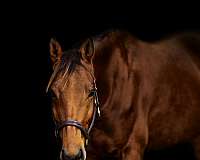 hunter-thoroughbred-horse