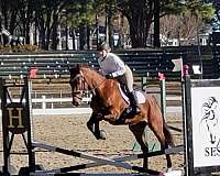 athletic-thoroughbred-horse