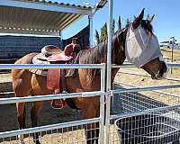 bay-3-white-socks-1-black-horse