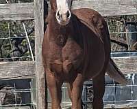 broodmare-potential-filly