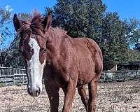 broodmare-potential-horse