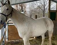 standardbred-horse