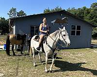 standardbred-gelding