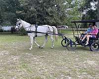 standardbred-horse-for-sale