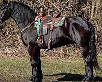 all-around-friesian-horse