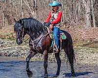 athletic-friesian-horse