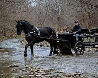 draft-friesian-horse