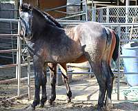 baroque-style-andalusian-horse