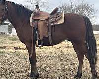 quarter-horse-gelding