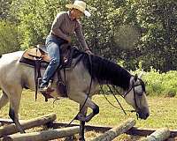 grey-quarter-horse-gelding