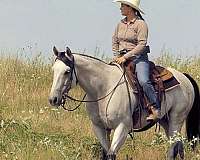 roping-quarter-horse