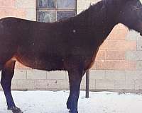 athletic-quarter-horse