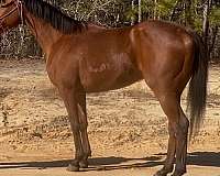 all-around-thoroughbred-horse