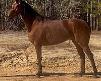 athletic-thoroughbred-horse