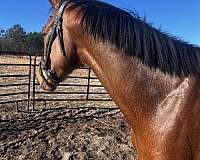 barrel-thoroughbred-horse