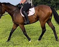 bay-gelding-for-sale