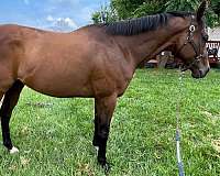 bay-thoroughbred-gelding