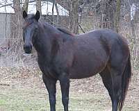 agha-quarter-horse