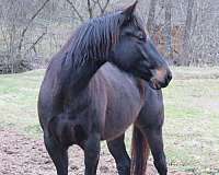 black-quarter-horse-mare