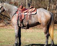 grey-trail-class-competi-horse