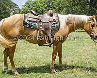 quarter-horse-for-sale