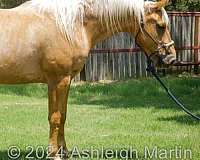 quarter-horse-gelding