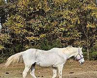 appaloosa-gelding