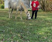 appaloosa-horse-for-sale