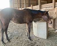 bay-apha-aqha-stallion